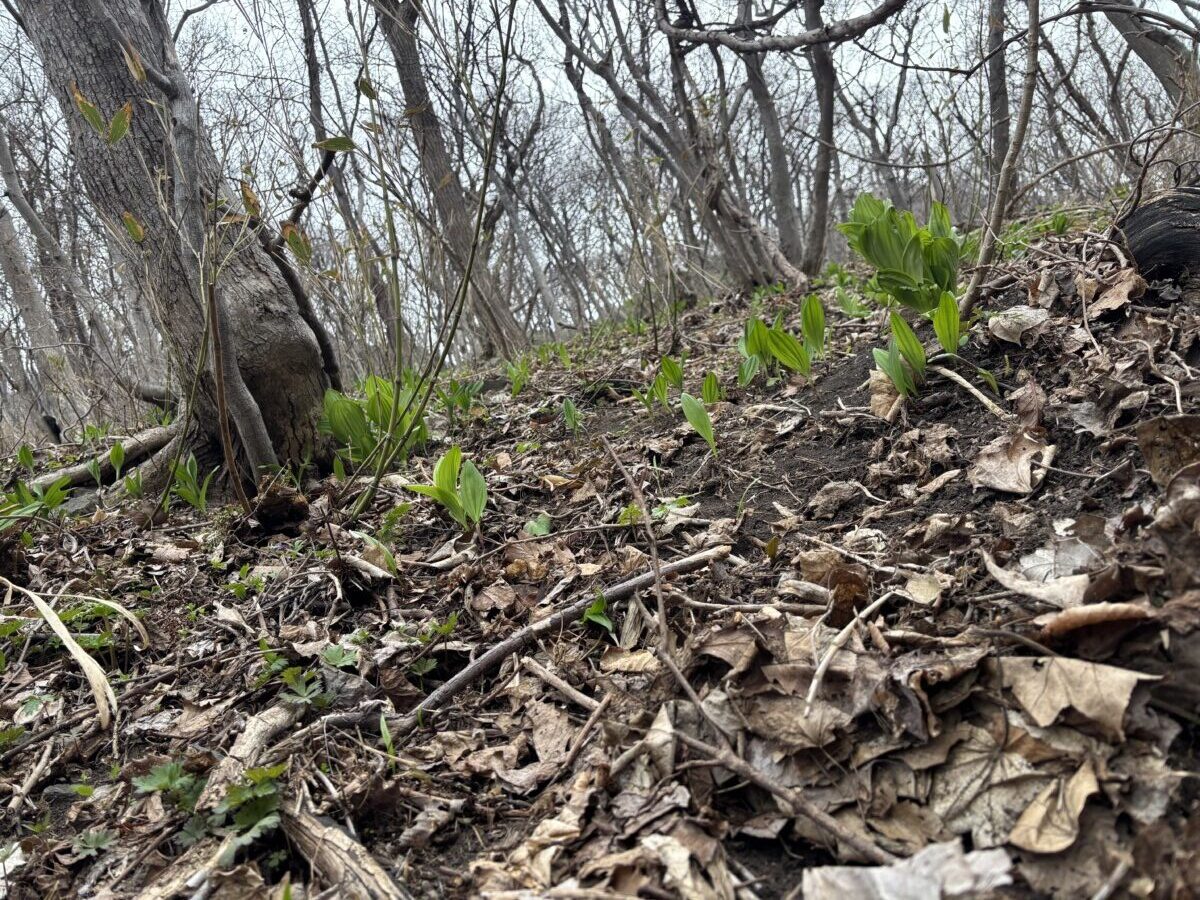 北海道 山菜採り 行者ニンニク編(リターンズ) - 北海道 恵庭市 移住