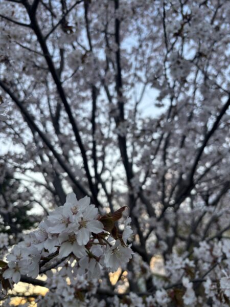 北海道　恵庭市　桜🌸