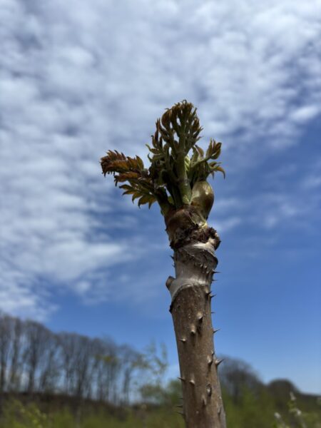 北海道 山菜採り ウド・タラの芽編(リターンズ)