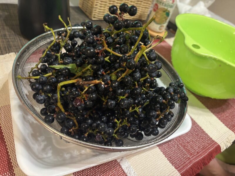 北海道、秋の野遊び🌰🍇🥝